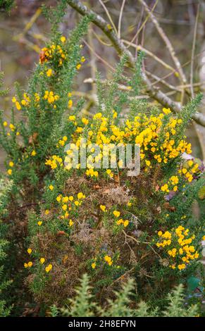 Gelbe westliche Ginsterblüten (Ulex gallii) blühen im November, Salisbury Plain, Wiltshire UK Stockfoto