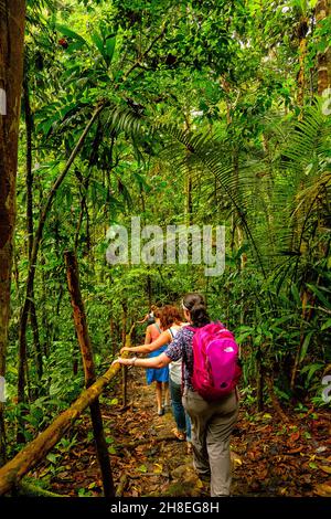 Wandern Sie auf dem nassen, rutschigen Weg zum Canopy Walkway im Amazonas-Dschungel Stockfoto