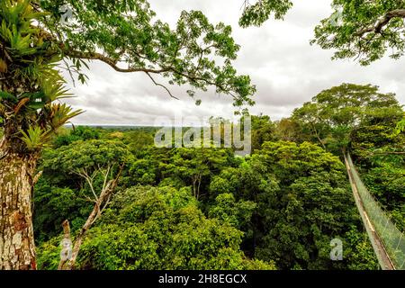 Wolkiger Tag auf dem Baldachin-Gehweg im Amazonas-Regenwald Stockfoto