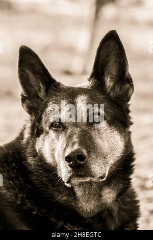 Graustufenaufnahme eines Portraits eines Schäferhundes Stockfoto