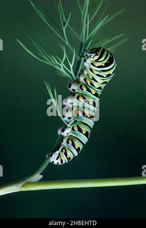 Schwarze Schwalbenschwanzraupe auf Dill-Wirtspflanze Stockfoto