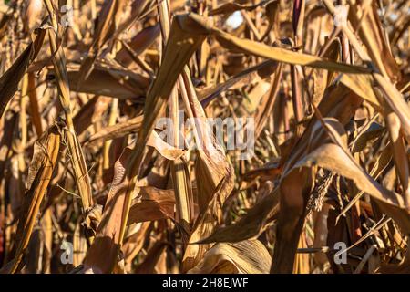 Trockene Maisstiele auf dem Feld. Ende der Saison mit goldfarbenem Mais, der zur Ernte bereit ist Stockfoto