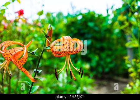 Orangene Lilie (Tiger-Lilie) mit grünen Blütenknospen im Garten an einem sonnigen Tag Stockfoto