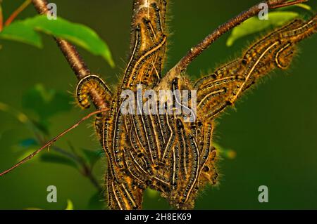 Zelt Raupenhaufen auf Kirschbaum Stockfoto