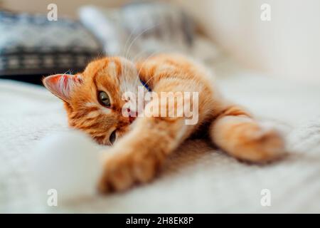 Ginger Katze spielt mit Ball auf der Couch im Wohnzimmer zu Hause. Haustier mit Spaß auf Decke Stockfoto