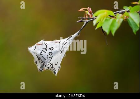 TNT Raupen und Netz auf schwarzem Kirschbaum Ast Stockfoto