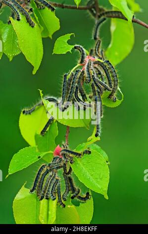 Zelt Raupenhaufen auf schwarzem Kirschbaum Stockfoto