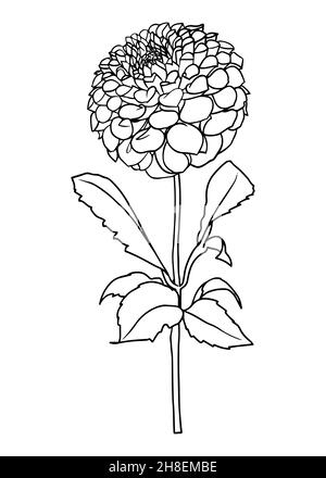 Konturzeichnung einer Dahlia-Blume. Vektor-isoliertes Clipart. Minimales monochromes, handgezeichnetes botanisches Design. Stock Vektor