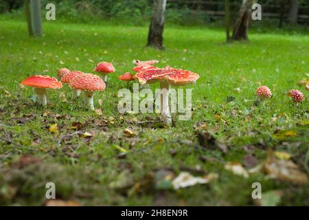 Fliege Agarische Pilze, die in einer Gruppe im Gras in einem bewaldeten Gebiet wachsen Stockfoto