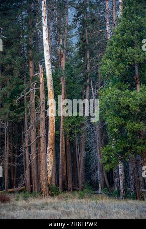 Bäume am Rande der Wiese auf dem Talboden, in der Nähe der Bridalveil Falls im Yosemite Valley, Kalifornien. Stockfoto