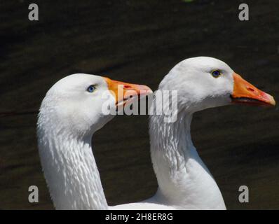 Nahaufnahme der Profile von zwei weißen Gänsen, die in die gleiche Richtung schauen. Großer dunkler Wasserhintergrund. Stockfoto