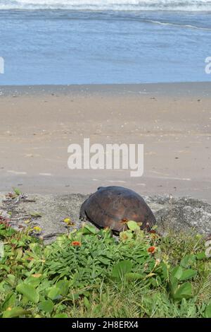 Eine große Gopher Tortoise blickt auf den Strand. Stockfoto