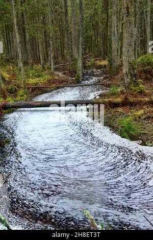 Waldwunder. Der ruhige Waldbach ist mit einem gerippten Kreuzmuster aus Schaum bedeckt, Wasserstraße wie eine weiße Straße. Northland Urwald, Bosom Stockfoto