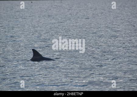 Ein Delfin schwimmt im Fluss. Stockfoto