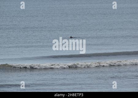 Ein Delphin taucht am New Smyrna Beach, Florida, USA, nahe der Küste auf. Stockfoto