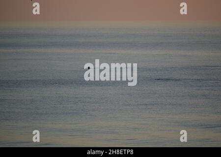 Delfine kommen in der Ferne am New Smyrna Beach, Florida, USA, an. Stockfoto