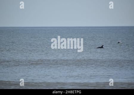 Am New Smyrna Beach, Florida, USA, sind zwei Delfine in Küstennähe zu sehen. Stockfoto