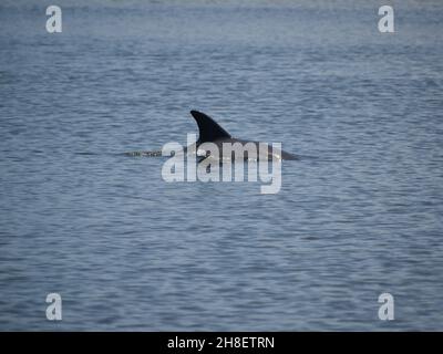 Ein Delfin taucht im Fluss auf. Stockfoto