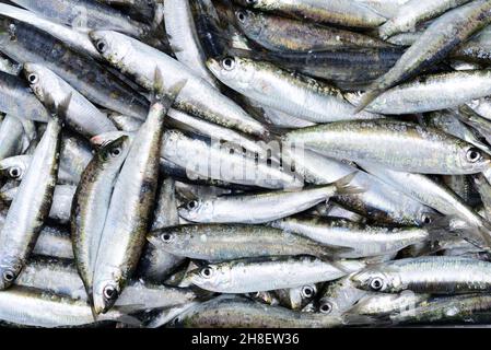 Nahaufnahme und Hintergrund vieler frisch gefangener Sardinen, die nebeneinander liegen Stockfoto