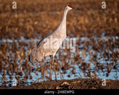 Sandhill Crane in Staten Island Preserve, Kalifornien Stockfoto