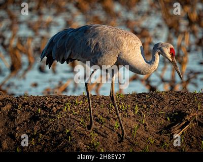 Sandhill Crane in Staten Island Preserve, Kalifornien Stockfoto