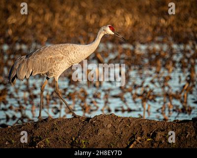 Sandhill Crane in Staten Island Preserve, Kalifornien Stockfoto