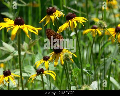 Ein brauner Schmetterling sitzt zwischen gelben Wildblumen. Stockfoto