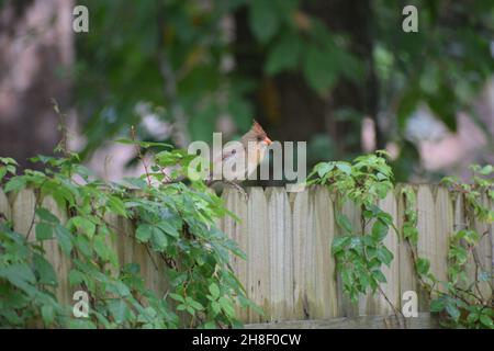 Seitenansicht eines weiblichen Kardinals auf einem mit Weinreben bedeckten Zaun. Stockfoto