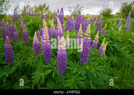 Lila Lupinen Grünes Feld. Bunte lila Lupinen in einem grünen Feld. Stockfoto