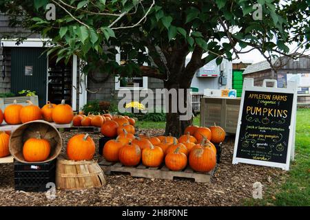 Leuchtend orangefarbene Kürbisse, angezeigt zum Verkauf bei Appleton Farms - Ipswich, Massachusetts Stockfoto