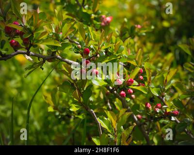 Knospen einer blühenden japanischen Quitte im Garten. Sommerhintergrund. Feder. Blühender Zweig Stockfoto