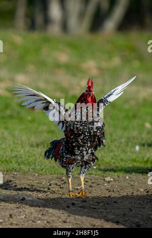 Vertikale Aufnahme eines Hahns, der an einem sonnigen Tag mit den Flügeln flatscht Stockfoto