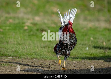 Nahaufnahme eines Hahns, der an einem sonnigen Tag die Flügel flattern Stockfoto