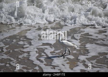 Ein Schneegreiher wagt in der Flut am New Smyrna Beach, Florida, USA. Stockfoto