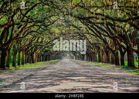 Blick auf die Oak Tree Avenue in Wormsloe Plantation Stockfoto