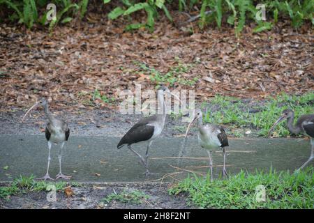 Eine Gruppe von Ibis steht auf dem Bürgersteig. Stockfoto