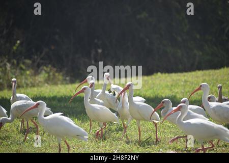 Eine Gruppe von White Ibis sucht nach Essen. Stockfoto