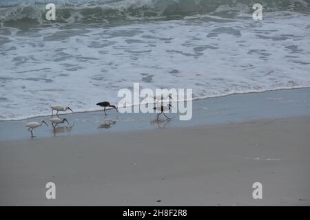 Eine kleine Gruppe von weißen und glänzenden Ibis-Spazierwegen an einem Sandstrand. Stockfoto