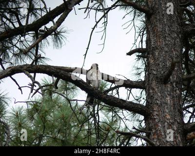 Ein Cooper's Hawk steht in einem Ponderosa Pine Baum. Stockfoto