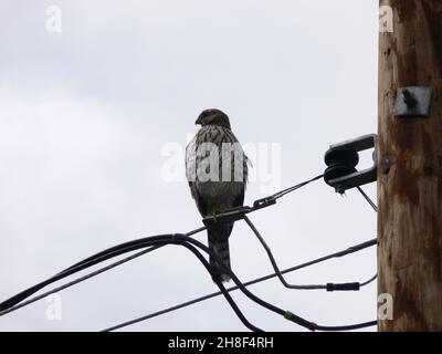 Cooper's Hawk mit Blick nach Westen auf elektrischen Leitungen in wildland-urbaner Umgebung. Stockfoto