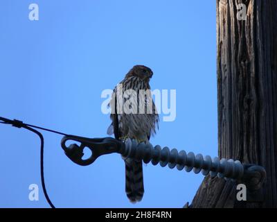 Cooper's Hawk Nahaufnahme der Stromleitung an der Schnittstelle zwischen Wildland und Stadt. Stockfoto