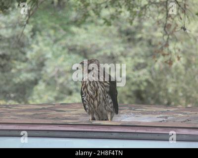 Ein unreifer Cooper's Hawk sitzt in einer Pfütze auf einem Fahrzeug. Stockfoto