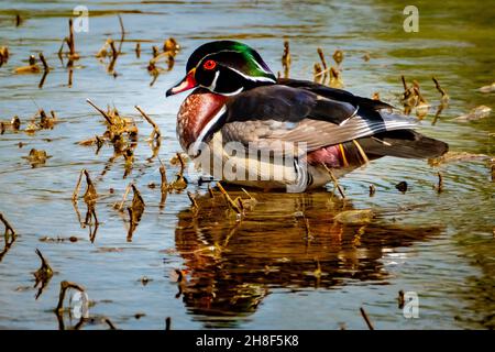 Holzente (Aix sponsa) Männchen, posiert für ein Porträt in einem Bach in der Frühlingssonne. Stockfoto