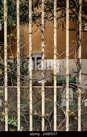 Metallgitter auf dem Balkon, verschlungszt mit Efeu. Mailand, Italien Stockfoto