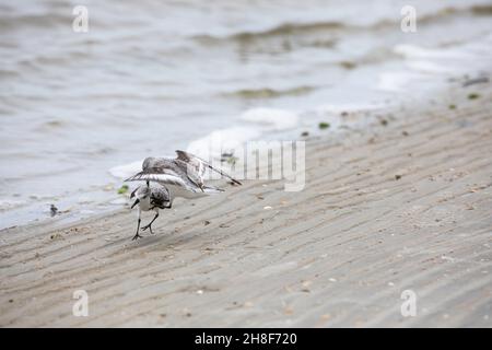 Zwei Sanderlinge kämpfen am Strand von Fort Matanzas Inlet im Fort Matanzas Monument. Stockfoto