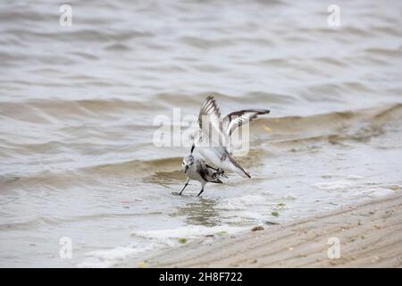 Zwei Sanderlinge kämpfen am Strand von Fort Matanzas Inlet im Fort Matanzas Monument. Stockfoto