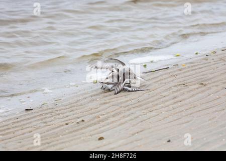 Zwei Sanderlinge kämpfen am Strand von Fort Matanzas Inlet im Fort Matanzas Monument. Stockfoto