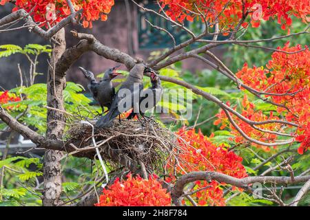 Mutterhaus Krähe (Corvus splendens) Vogel Fütterung Baby-und Jungvögel im Nest. Bekannt als die indische, Grauhalskrähe, Ceylon oder Colombo Crow. Stockfoto