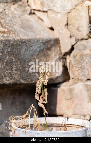 Eine tote Pflanze mit alten Ziegeln im Hintergrund. Howrah, Westbengalen, Indien Stockfoto