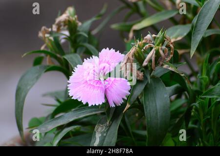 Petunia Flowers, eine blühende Pflanze mit bunten Blumen. Howrah, Westbengalen, Indien. Stockfoto